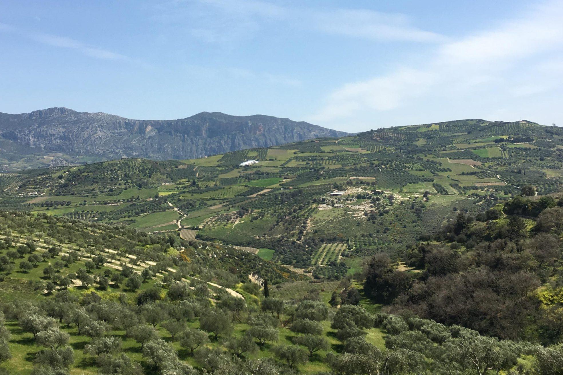 Stray Dog Wild Gin Story